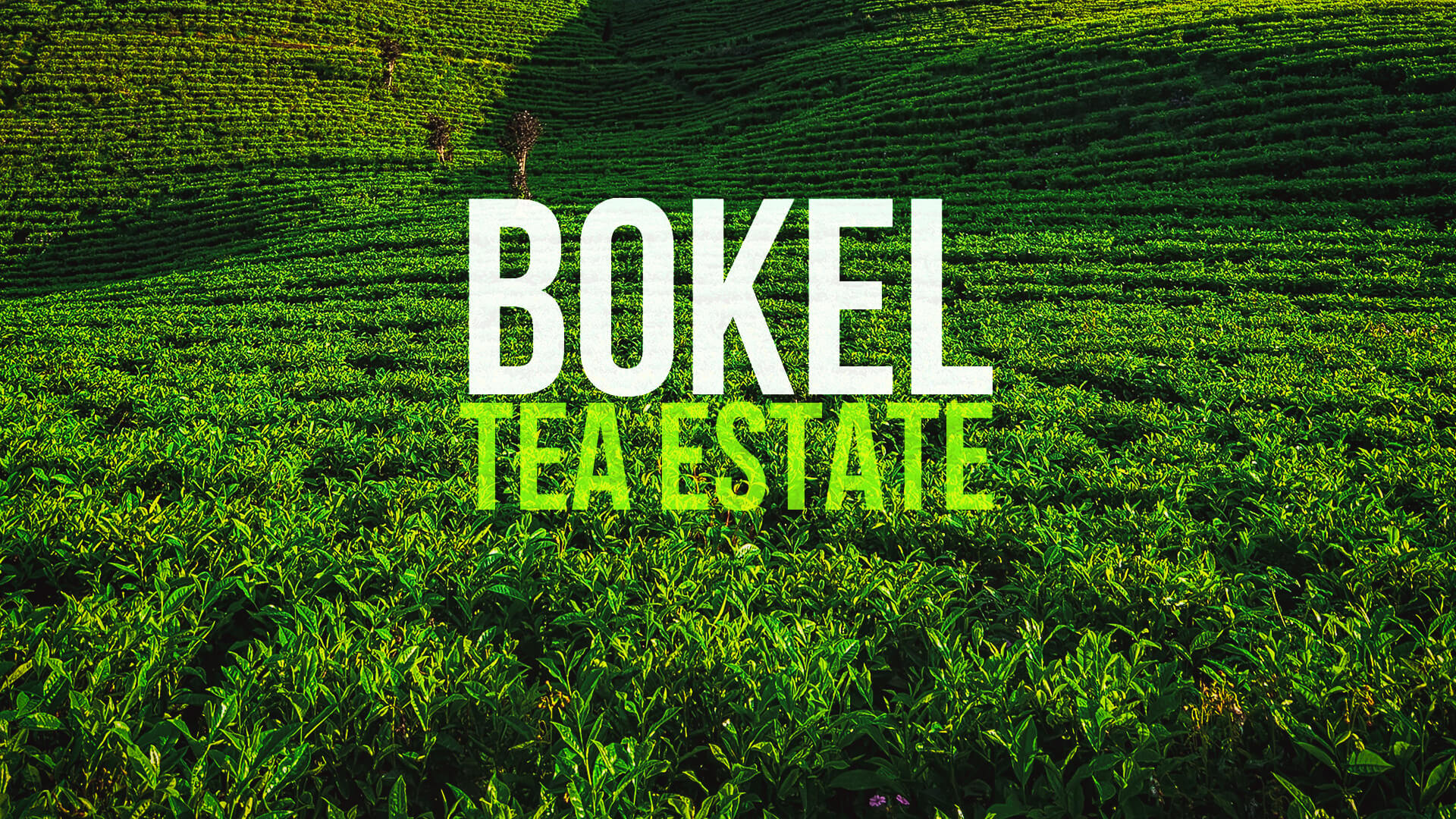 Bokel Banner