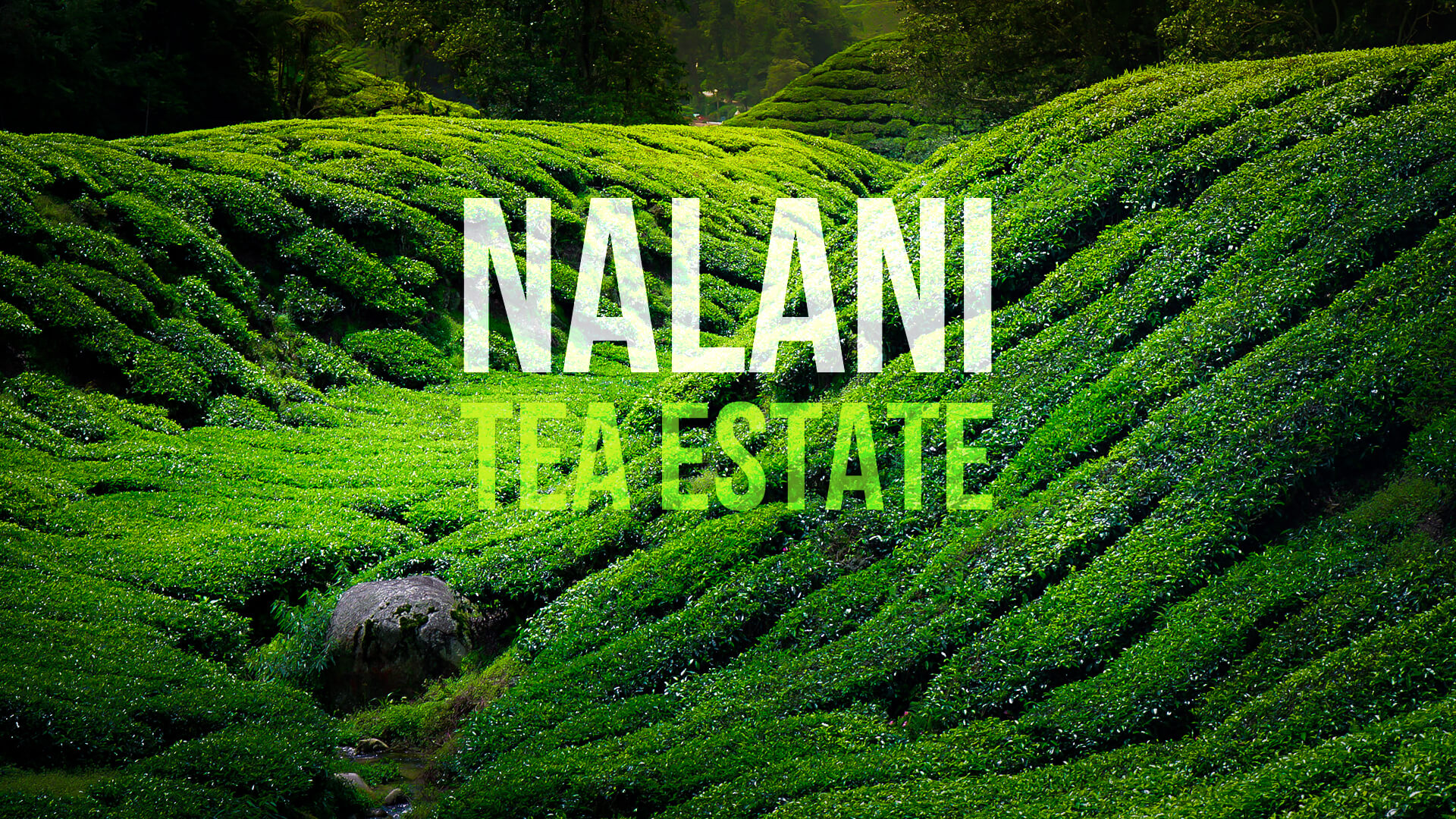 Nalani Banner