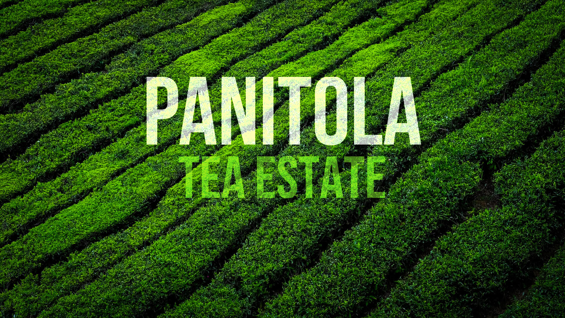 Panitola Banner